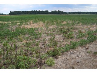 Property photo 14 - 41 +/- Acres Offered in 2 Tracts - Tillable Land & Building Site